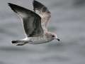 Ring-billed Gull